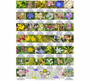 Poster IHS Fleurs de Bach 2025